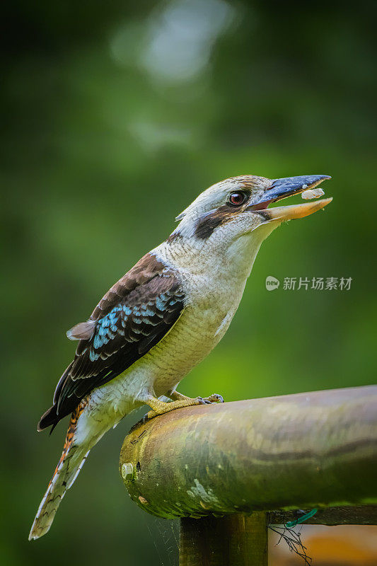 笑翠鸟 (Dacelo novaeguineae)